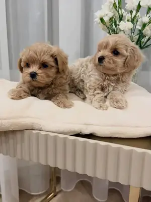 🐾💗 Sorumlu bir aile ile yeni bir fırsat başlıyor