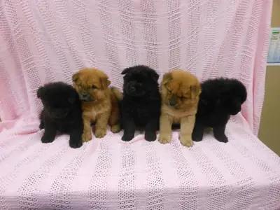 Cachorros de chow chow muy juguetones disponibles para adopción