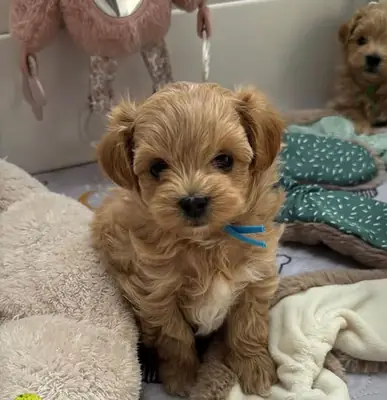 🏠💕 一只小马尔济斯寻求一个稳定的家庭