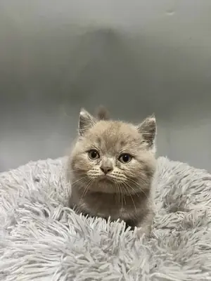 Yeni bir aile için sevimli British Shorthair kedicikler.
