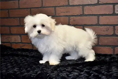 纯种马尔济斯犬幼犬。