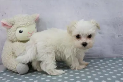 纯种雄性和雌性马尔济斯犬幼犬。