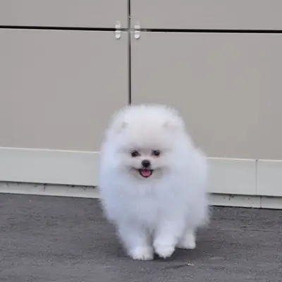 Safkan Pomeranian Yavruları