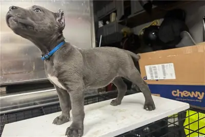 Cachorros de Cane Corso de pura raza.