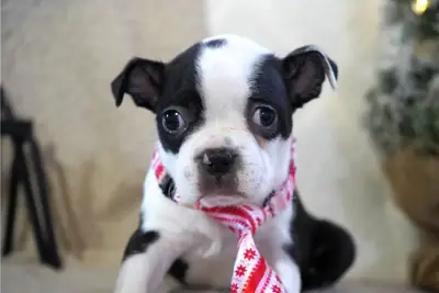 Chiots de Boston Terrier de race pure.