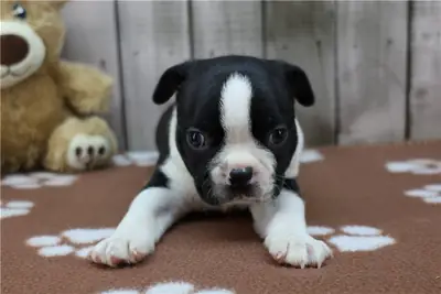 纯种公母波士顿犬幼犬。