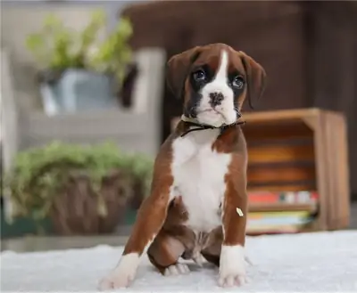 纯种拳师犬幼犬。