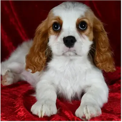 纯种骑士查尔斯王犬幼犬。
