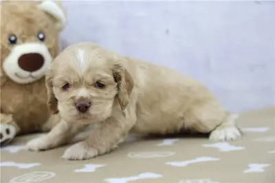 Cachorros de Cocker Spaniel de pura raza.