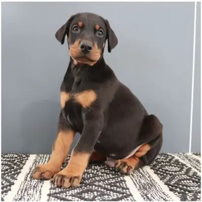 Safkan Dobermaç yavruları.