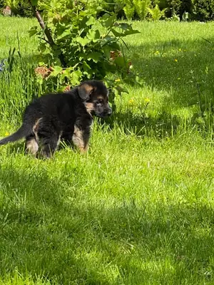 纯种德国牧羊犬幼犬。
