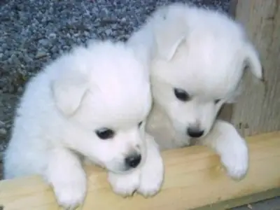 Şu anda hazır ve mevcut Chow Chow yavruları.