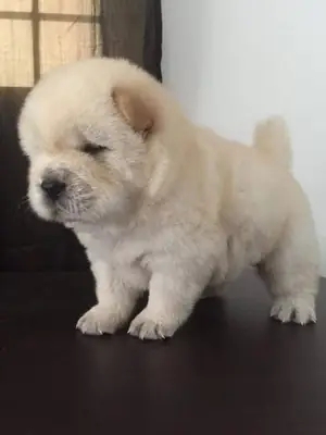 İnanılmaz Chow Chow yavruları kalıcı bir yuva arıyor.