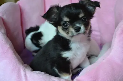可爱的和迷人的吉娃娃幼犬现在可用