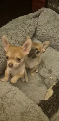 在家饲养的美丽吉娃娃幼犬