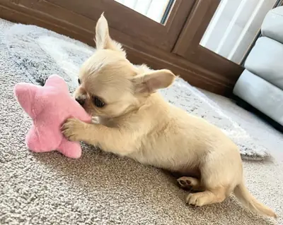 可爱的苹果头白色吉娃娃幼犬