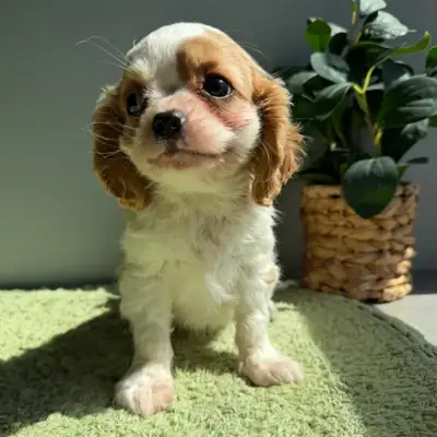 骑士查尔斯王小猎犬幼犬