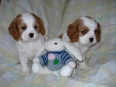 Cachorros inteligentes de raza Cavalier King Charles