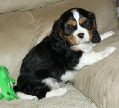 2 güzel Cavalier King Charles Spaniel Yavrusu