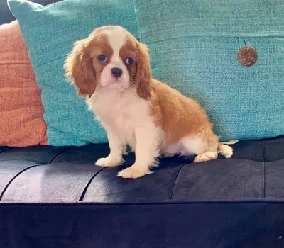 注册在CKC的可爱骑士查尔斯王犬幼犬