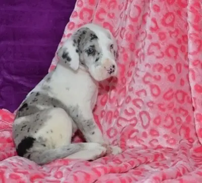 可爱的大丹犬幼犬可供出售