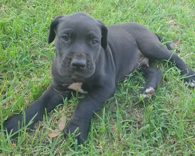寻找新家的大丹犬幼犬