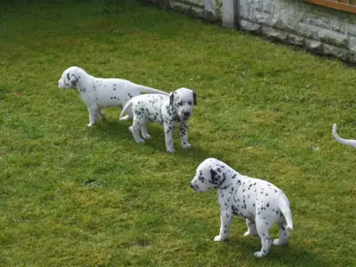 Hermosos cachorros dálmatas