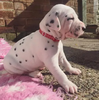 Cachorros dálmatas sanos