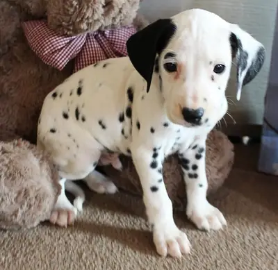 Hermosos cachorros dálmatas, machos y hembras.