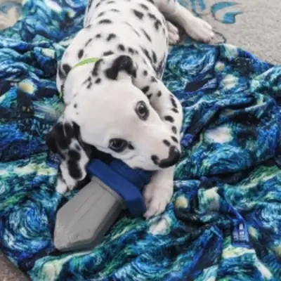Tenemos un precioso cachorro dálmata macho y una hembra.