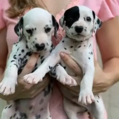 Cachorros dálmatas sanos, machos y hembras