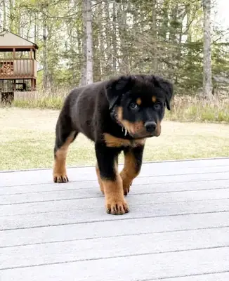 Satılık Rottweiler Yavruları.
