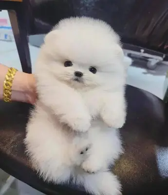 Pomeranian Yavruları Satılık.