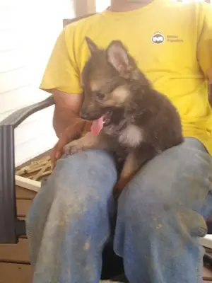 Güzel Alman çoban köpekleri yeni bir yuva arıyor.