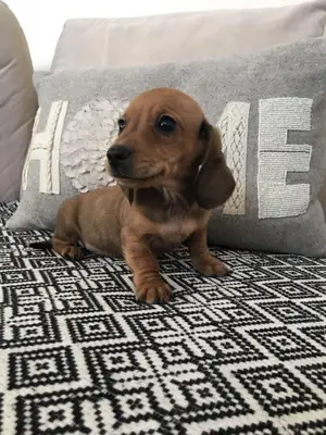 迷人的腊肠犬小狗