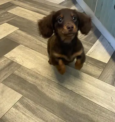 可供领养的美丽腊肠犬幼犬