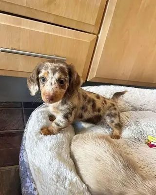 迷你腊肠犬公犬和母犬