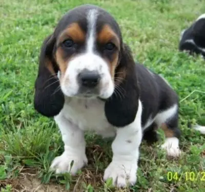 Sağlıklı Basset Hound Yavruları Sahiplendirme