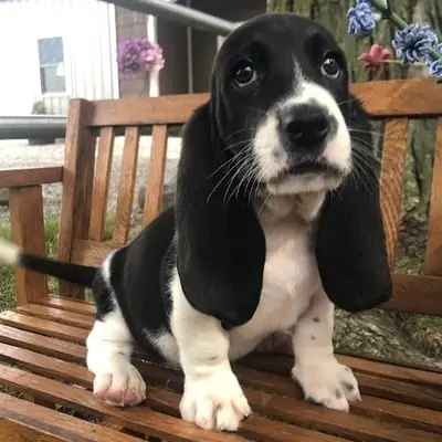 Impresionantes cachorros de Basset Hound.