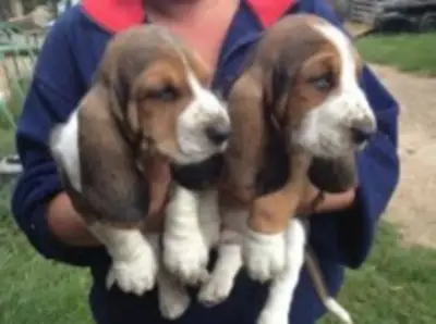 Hermosos cachorros de Basset Hound disponibles.