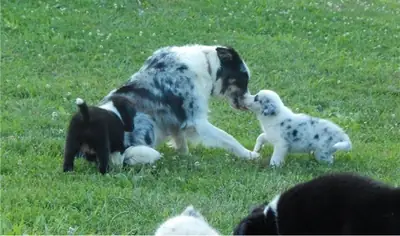 Chiots de Border Collie disponibles