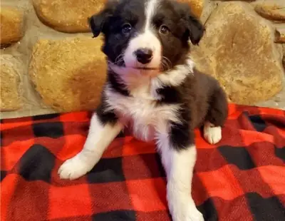 Border Collie erkek ve dişi yavrular var.