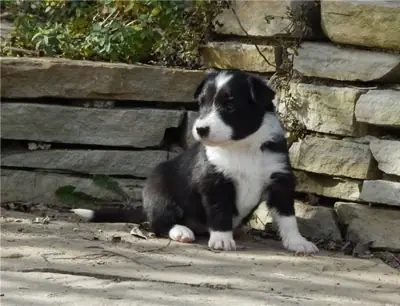 Preciosos cachorros de border collie disponibles