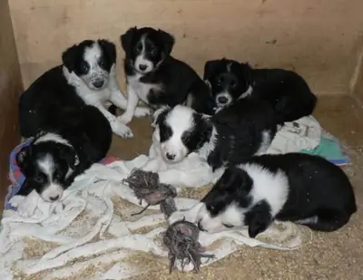 Bu sevimli border collie yavrularıyla tanışın.
