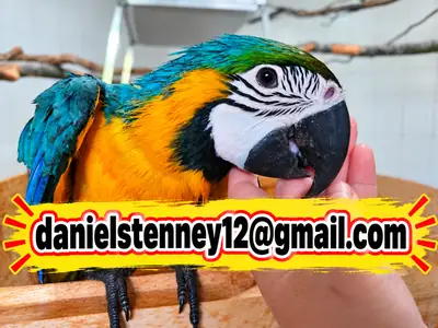 Yellow-breasted Macaw Parrots