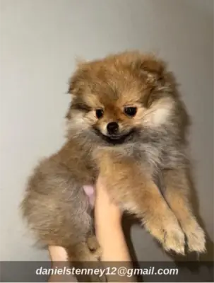 Beautiful purebred Pomeranian puppies