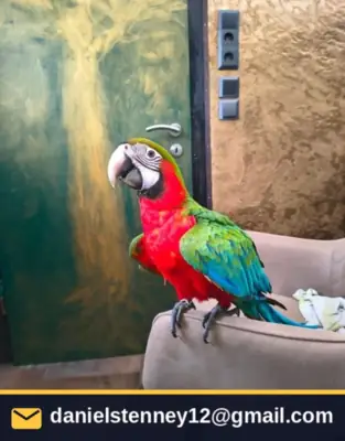 Harlequin papağanı