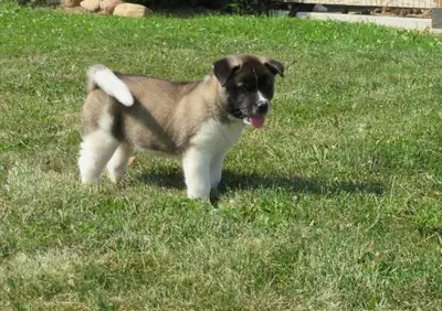 顽皮的秋田犬幼崽