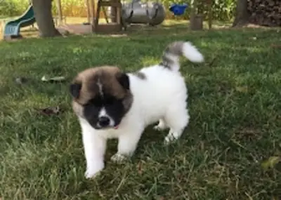 Cachorros de Akita (machos y hembras) sanos disponibles.