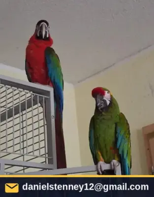 Mavi Araçay Çifti: 1 Harlequin Hibrit Dişi & 1 Küçük Asker Erkek